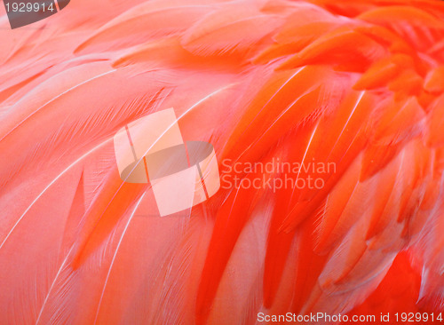 Image of Red bird feather