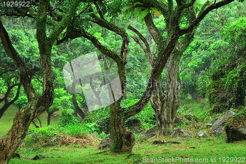 Image of tree in forest
