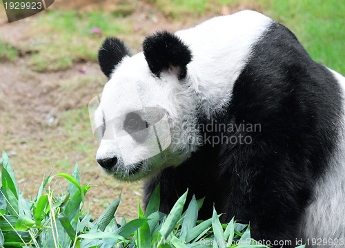 Image of Panda