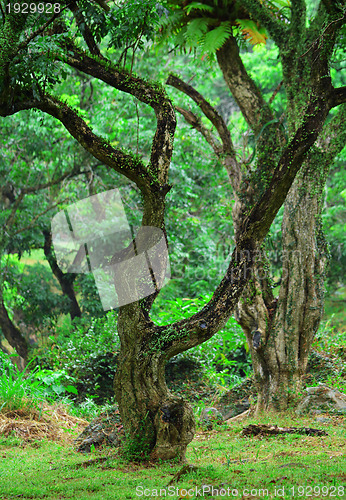 Image of tree in forest