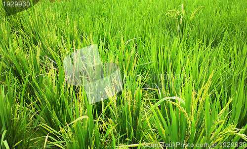 Image of rice field