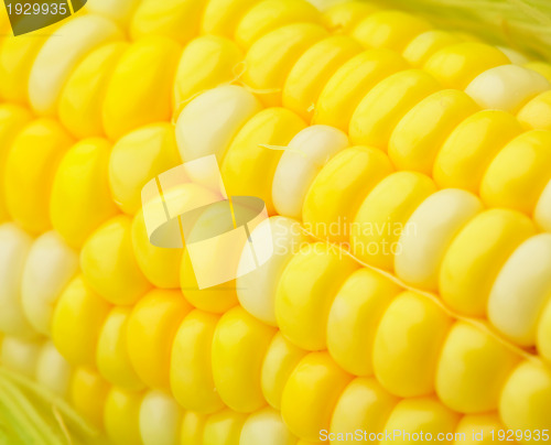 Image of corn cob