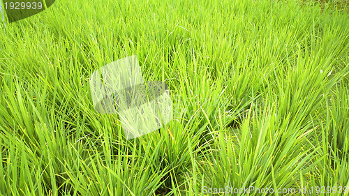 Image of rice field