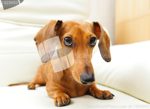 Image of dachshund dog on sofa