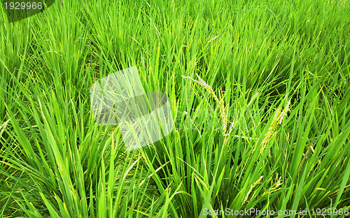 Image of rice field