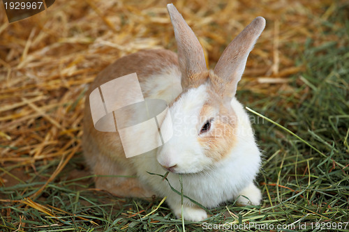 Image of rabbit in farm