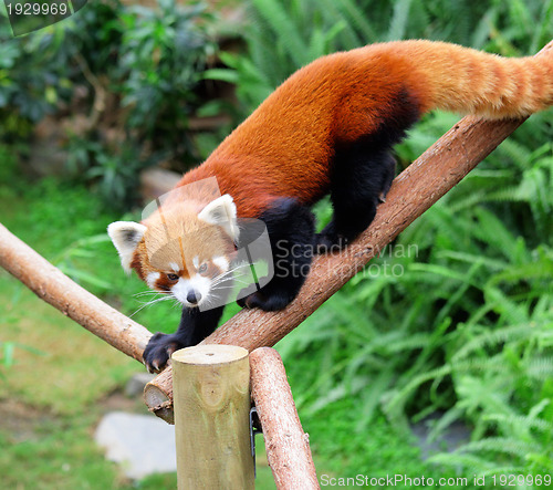 Image of red panda