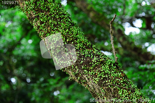 Image of tree in forest