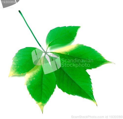 Image of Green virginia creeper leaves