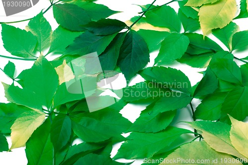 Image of Scattered green leaves. Virginia creeper leaves.