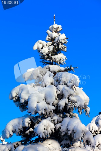 Image of Winter fir tree on background of blue sky