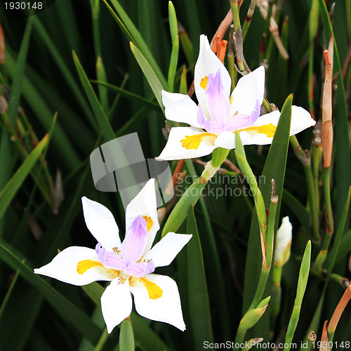 Image of White lilium flowers