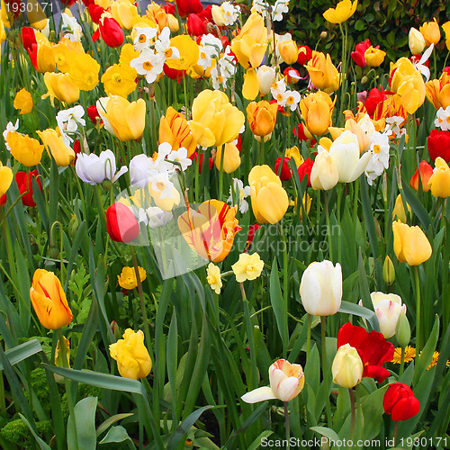 Image of Tulips in Spring