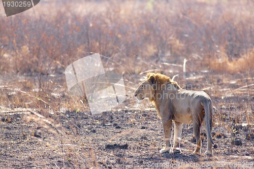 Image of Wild lion