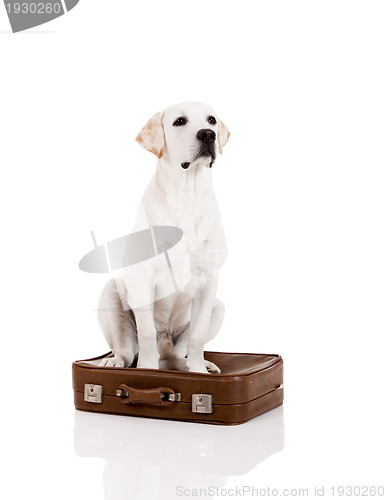 Image of Dog with a suitcase