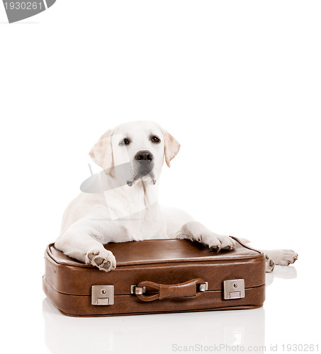 Image of Dog with a suitcase