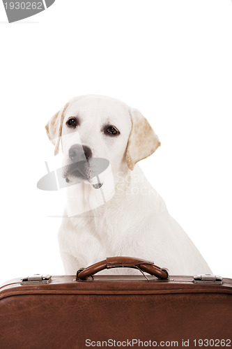 Image of Dog with a suitcase