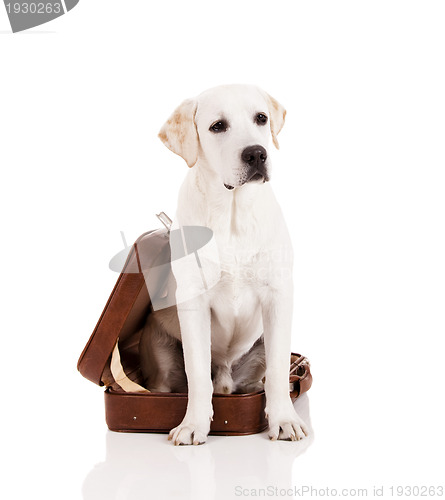 Image of Dog with a suitcase