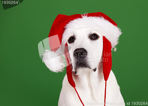 Image of Christmas Dog