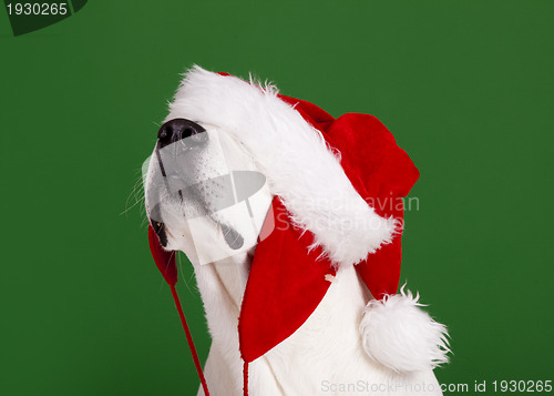 Image of Christmas Dog