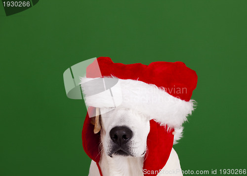 Image of Christmas Dog