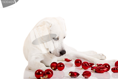 Image of Christmas Dog