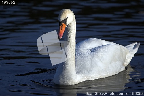 Image of Swan