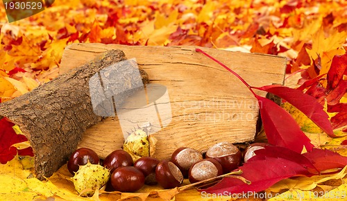 Image of colorful autumn leaves and chestnuts