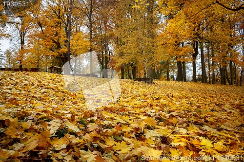 Image of Autumn still life with yellow maple leaves