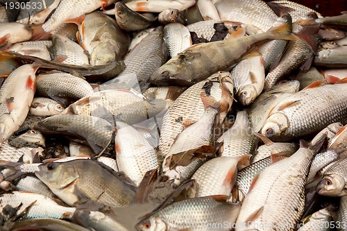 Image of freshwater fish caught in fishing pond