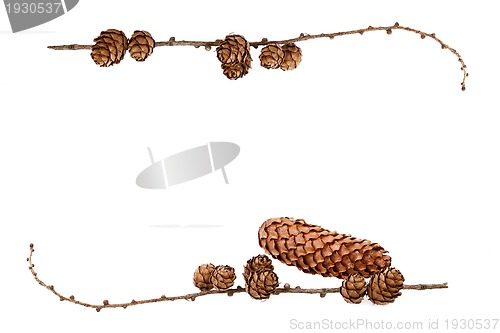 Image of simple natural frame with pine cones