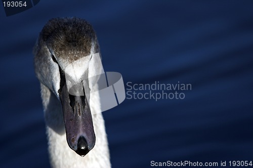 Image of Swan