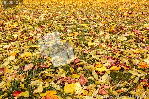 Image of Fall orange and yellow autumn leaves on ground