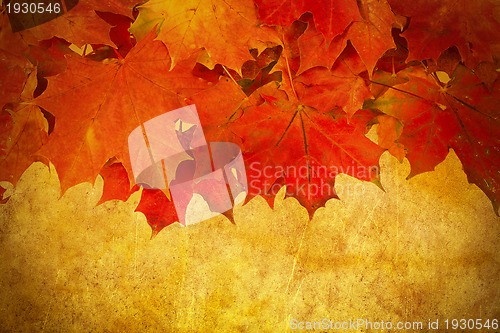 Image of grunge red autumn leaves frame