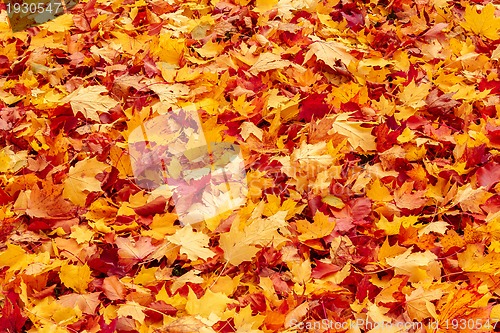 Image of Fall orange and red autumn leaves on ground