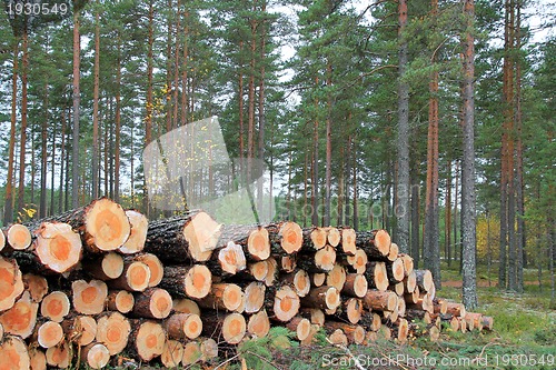 Image of Logs in Pine Forest in Autumn