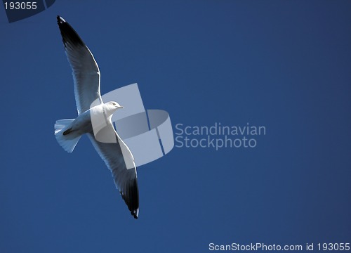 Image of Seagull