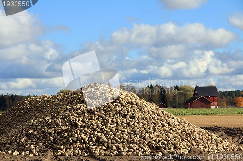 Image of Heap of Harvested Sugar Beet