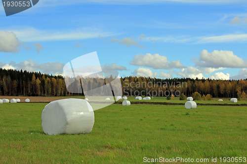 Image of Green Field with Silage Bales