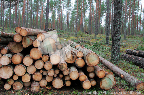 Image of Spruce Logs in Forest