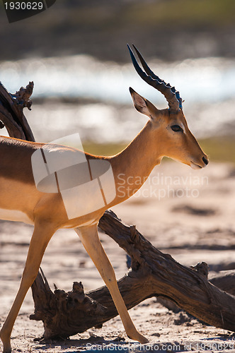 Image of Impala walking