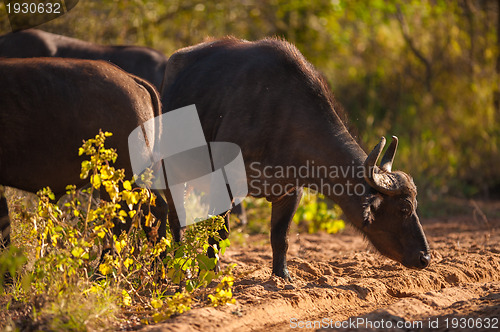 Image of Cape buffalo (Syncerus caffer)