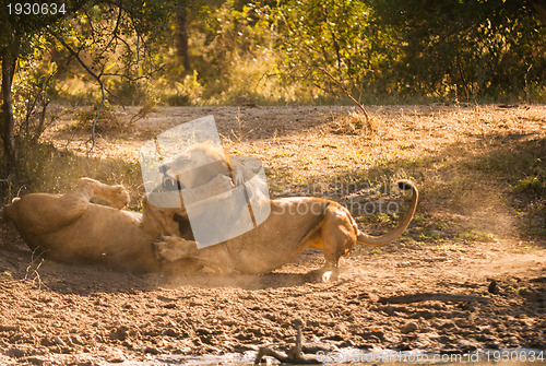 Image of Lions fighting