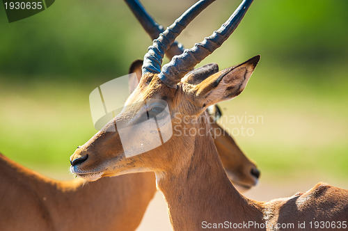 Image of Impala