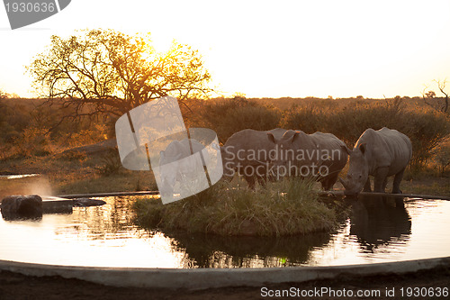 Image of Rhinos at a watering hole