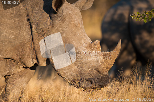 Image of Grazing rhino