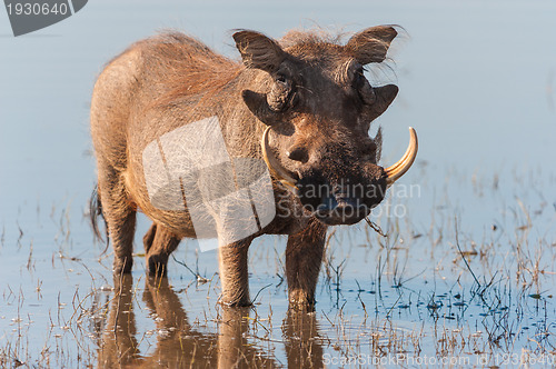 Image of Brown hairy warthog