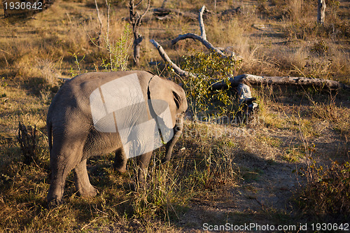 Image of High angle view of baby elephant