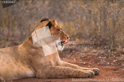 Image of Female lion licking lips