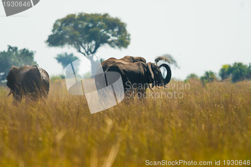 Image of Elephant throwing dirt
